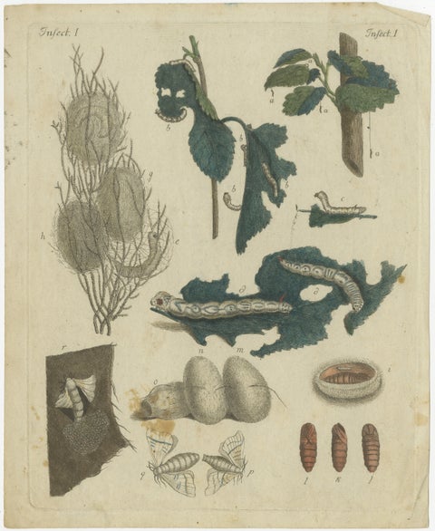Antique Handcolored Engraving of Silkworm Life Cycle, c.1800, view 2