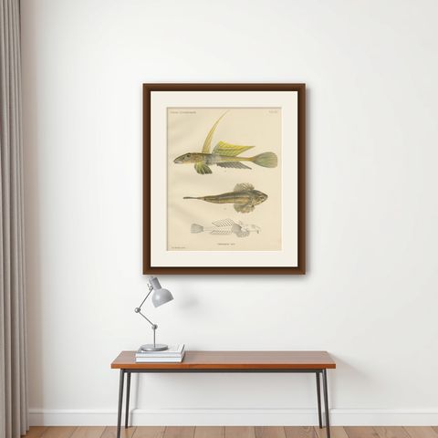 Common Dragonet - Graceful Hand-Coloured Scandinavian Fish Lithograph, 1895, shown framed on a wall