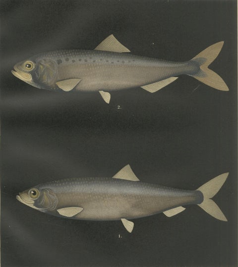 Scandinavian Herring and Shad: Exquisite Lithograph from Pisces Scandinaviae, close-up 6
