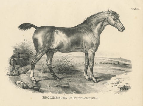 Original Antique Print of an English Race Horse, view 3