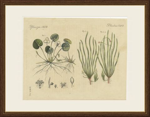 Frogbit and Spiral Tape Grass Water Plants, Antique Bertuch Print, circa 1818, shown framed