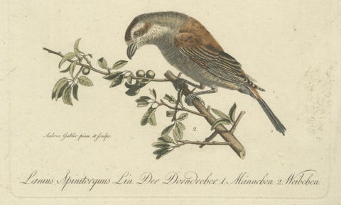 Shrikes in Natural Harmony: A Study of Avian Elegance by Ambrosius Gabler, 1809, close-up 2