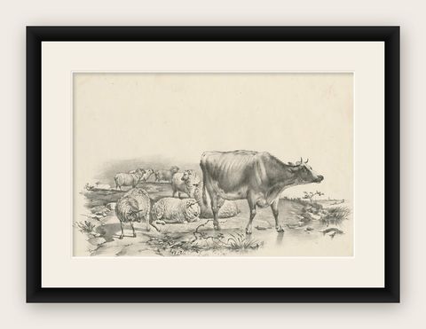 No. 11 Antique Print of Sheep and a Cow by Cooper '1839', shown framed