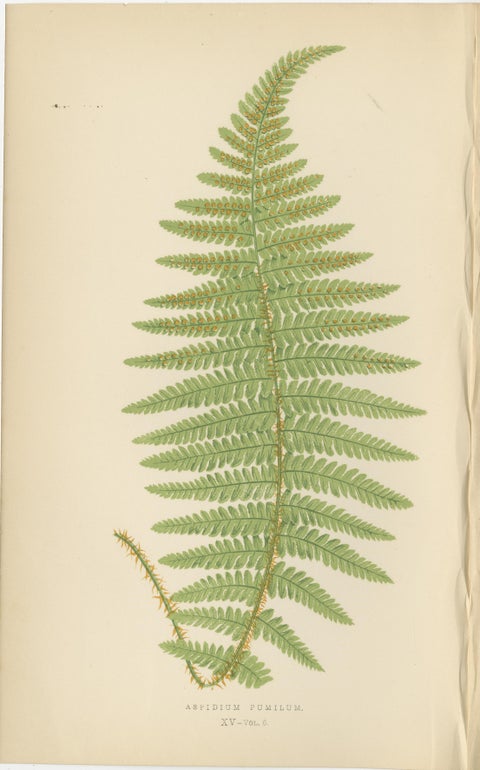 Antique Hand-Colored Fern Prints - Aspidium Filix-Mas Series, Botanical Art 1868, view 4