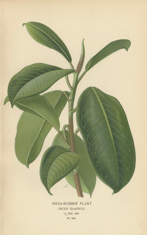 1897 Victorian Botanical Print, India-Rubber Plant (Ficus Elastica), close-up 3
