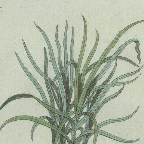 Original Antique Botanical Print of Tiger Nut by Bertuch, 1800, close-up 6
