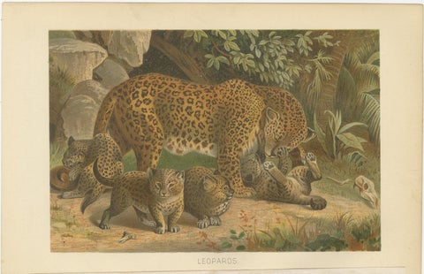 Leopards, Antique Big Cat Print, Victorian Natural History, 1894, view 2