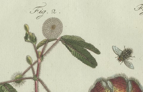 Original Antique Botanical Print of Carrion Flower and Mimosa by Bertuch, 1805, close-up 4