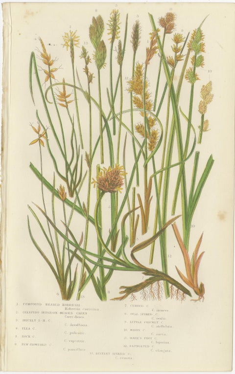 Hart’s Tongue and Scaly Spleenwort Ferns, Hand-Colored Botanical Prints, 1873, view 2