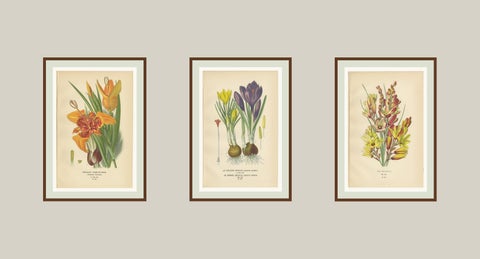 Antique Chromolithographs of Peacock Tiger-Flower, Crocus & Ixia, 1897, view 5