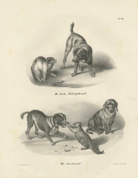 19th-Century Lithograph of Hunting Dogs and Dachshunds Interacting with Cats, close-up 6