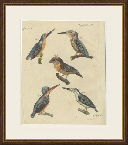 Four Kingfishers on Branches, Antique Bertuch Print, Vienna, circa 1818, shown framed