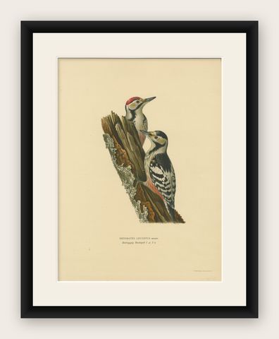 White-Backed Woodpecker Pair on Woodland Trunk, Swedish Bird Print, 1929, shown framed
