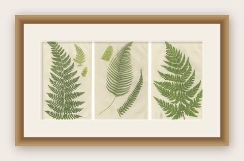Corn Horsetail, Rough Horsetail and Marsh Horsetail, Botanical Triptych, 1873, shown framed