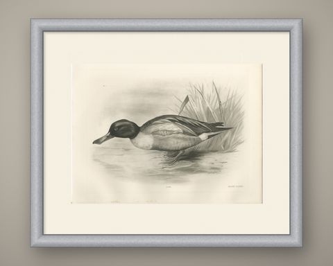 Drake on the Water, Antique Bird Print after Lilian Medland, circa 1909, shown framed