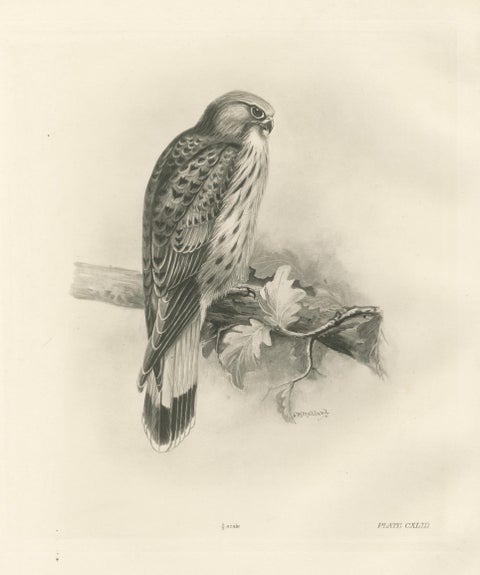 Antique Common Kestrel Bird Print by Lilian M. Medland, 1908, close-up 1