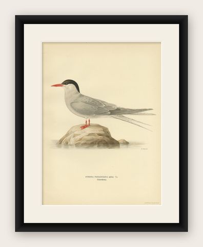 Antique Bird Print of the Arctic Tern by Von Wright, 1929, shown framed