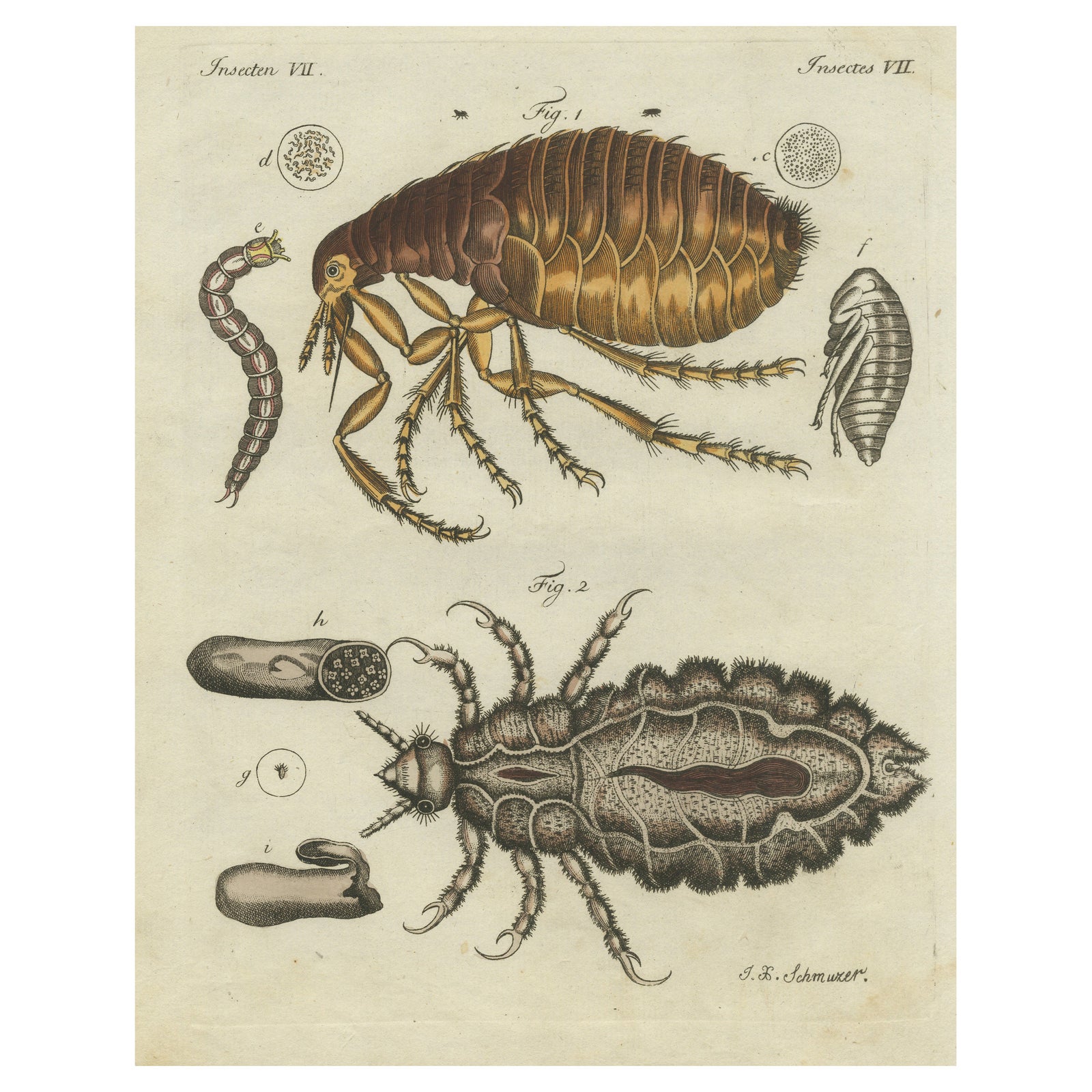 Original Antique Print of the Human Flea and Human Louse