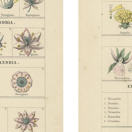 Botanical Classification Prints: Linnaean Flower Classes & Cryptogamia, 1867, close-up 4