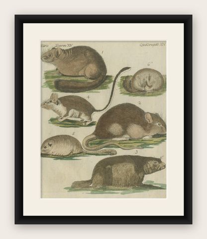 Hand-Colored Antique Illustrations of Various Rodent-like Animals, circa 1820, shown framed