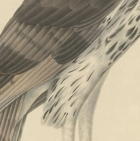 Antique Bird Print of the African Hawk-Eagle, C.1850, close-up 2