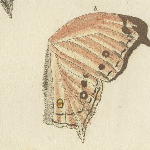 Exotic Butterfly with Wing Details, Antique Bertuch Print, Vienna, circa 1812, close-up 5