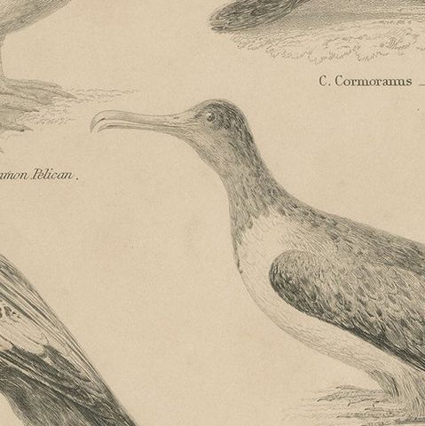 Antique Print of the Common Pelican, Cormorant and Other Birds, 1840, close-up 2