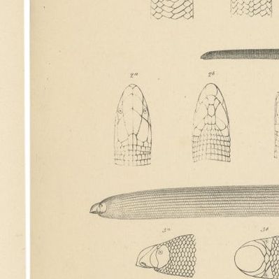 Set of 2 Antique Prints Illustrating the Anatomy of Various Amphibians, close-up 2