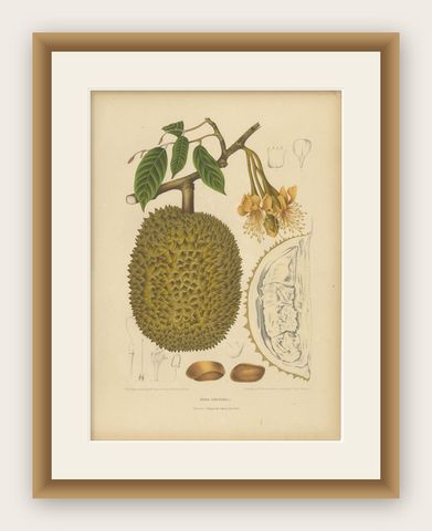 Antique Durian Botanical Chromolithograph by Hoola van Nooten, c. 1880, shown framed
