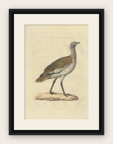 Antique Bird Print of the Great Bustard by Sepp & Nozeman, 1829, shown framed