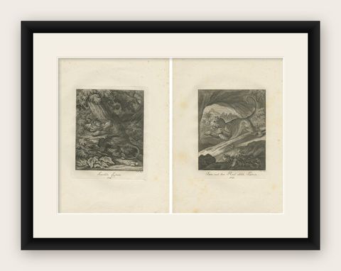 Set of 2 Antique Prints of a Lioness Hunting and Resting, shown framed