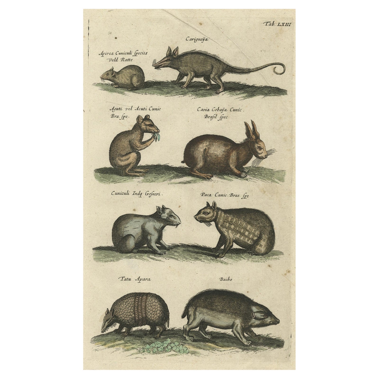 Antique Copper Engraving of Various Rodent Species, 1657
