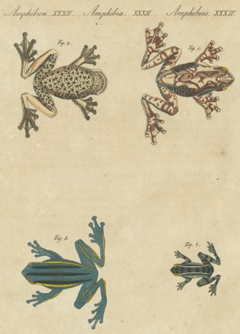 Four Colorful Tree Frogs, Antique Bertuch Print, Vienna, circa 1815