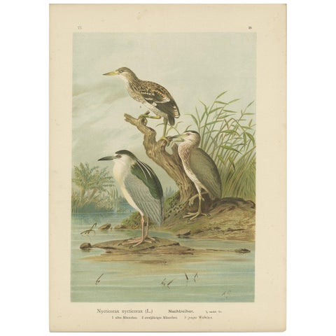 Antique Bird Print of the Black-Crowned Night Heron by Naumann, circa 1895