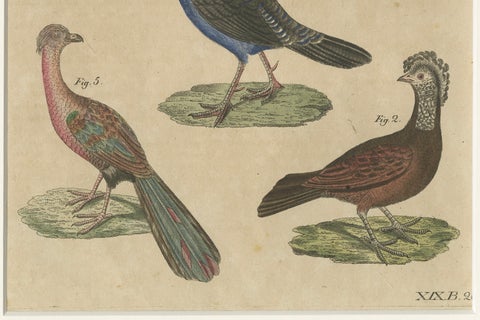 Antique Hand-Colored Crested Birds Engraving, Bertuch, c. 1800, close-up 5