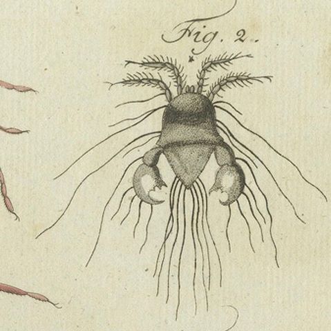 Mites and Spiders: Hand-Colored Engraving from Bertuch's Bilderbuch für Kinder, close-up 6