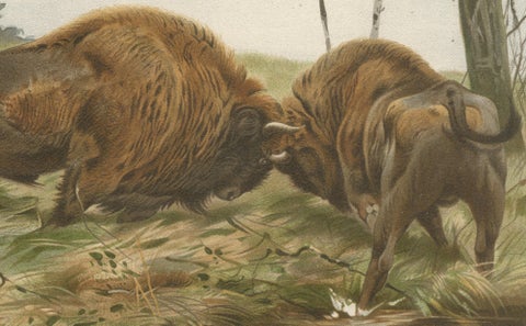 European Bison, Antique Wildlife Chromolithograph after Kuhnert, 1894, close-up 3