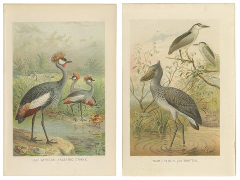 Antique Bird Prints Set Crane & Heron Tropical Birds Chromolithographs c.1895, view 2