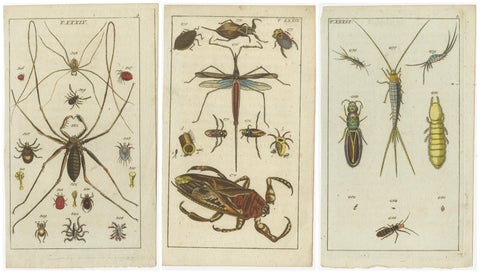 Arachnid & Insect Engravings: Stunning Hand-Colored Natural History Art, 1832, view 5