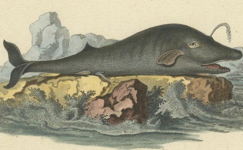 Leviathan of the Depths: The Sperm Whale in 18th Century Scientific Art, 1775, close-up 3