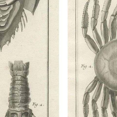 Pair of Antique Engravings of Crabs - Diderot & d’Alembert’s Encyclopédie, 1770, close-up 4