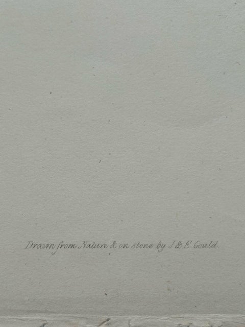 Manks Shearwater, Antique Bird Print by John Gould, c.1832, view 9