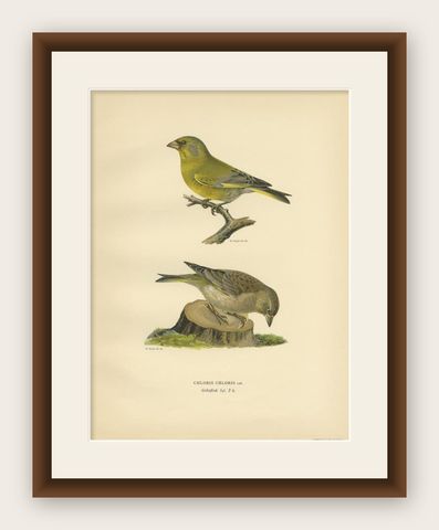 Antique Bird Print of the European Greenfinch by Von Wright, 1927, shown framed