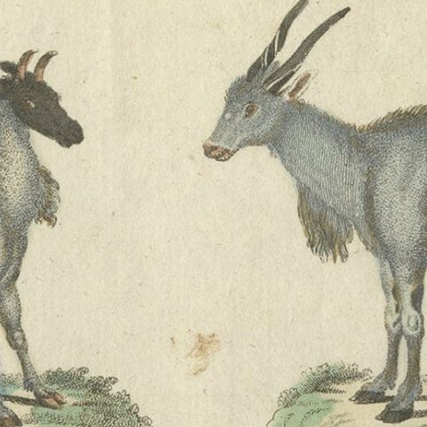 Antique Animal Prints in Old Hand Coloring, Published in 1800, close-up 2