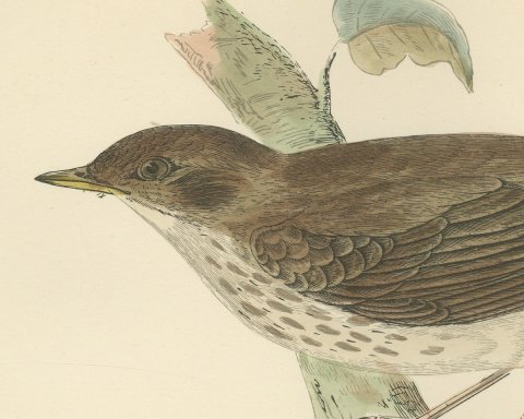 Thrush Nightingale on a Mossy Branch, Antique Morris Bird Print, 1896, close-up 1