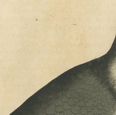Antique Bird Print of a Horseman Pigeon, Handcolored, 1740, close-up 2