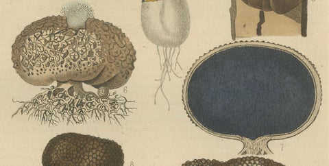 Illustrated Fungi from 'Dictionnaire Classique des Sciences Naturelles, 1845, close-up 1