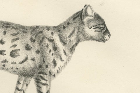19th-Century Lithograph of the Gentle Cat and the Serval in Elegant Poses, close-up 2