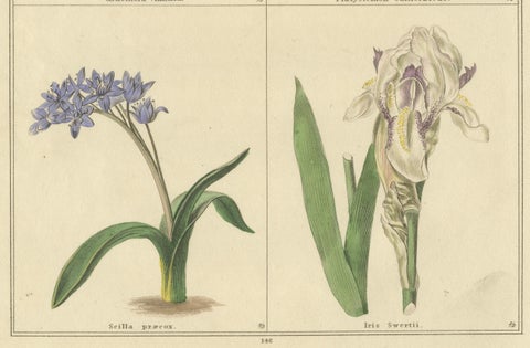 Antique Botanical Prints by B. Maund, Hand-Colored Pair, London c.1836, close-up 1
