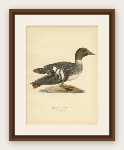 Antique Bird Print of a Female Common Goldeneye by Von Wright, 1929, shown framed